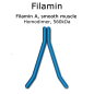 Preview: Filamin (smooth muscle, turkey) - 1.0 mg