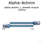 Mobile Preview: alpha actinin protein