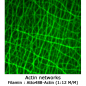 Mobile Preview: Filamin (smooth muscle, turkey) - 2x 50 µg