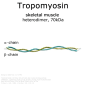 Preview: Tropomyosin (rabbit skeletal muscle) - 2x100µg