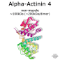 Mobile Preview: Alpha-Actinin 4 (non-muscle) - 2x50 µg