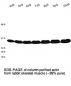 Mobile Preview: Actin (rabbit skeletal muscle alpha actin) 4x250µg