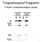 Mobile Preview: Tropomyosin/Troponin (rabbit skeletal muscle) - 2x100µg