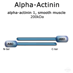 Alpha-Actinin (turkey gizzard smooth muscle) - 2x100 µg