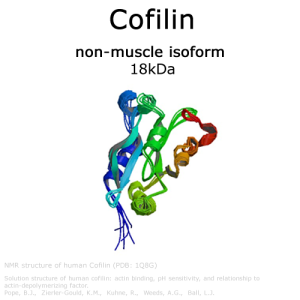 Cofilin (non-muscle cofilin) - 1.0mg