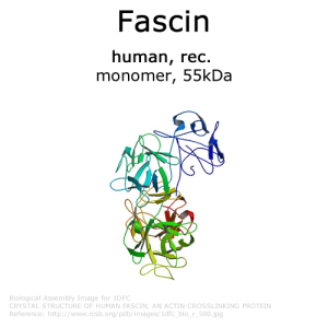 Fascin (human, recombinant) - 1.0 mg