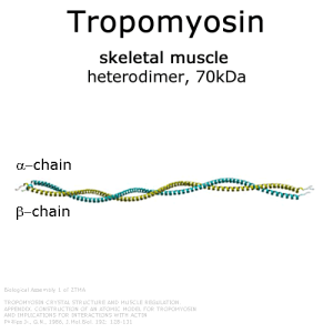 Tropomyosin (rabbit skeletal muscle) - 1 mg