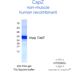 CapZ non muscle SDS PAGE