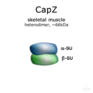 CapZ (skeletal muscle, native) - 2x25 µg