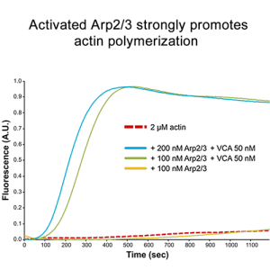 Arp 2/3 protein complex - 2x50µg