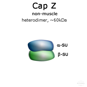CapZ (non-muscle, human recombinant) - 2x50 µg