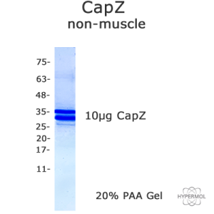 CapZ (skeletal muscle, native) - 2x25 µg