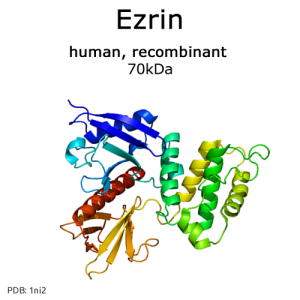 Ezrin (human, recombinant) - 2x50 µg