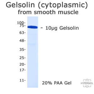 SDS-PAGE of cytoplasmic gelsoln