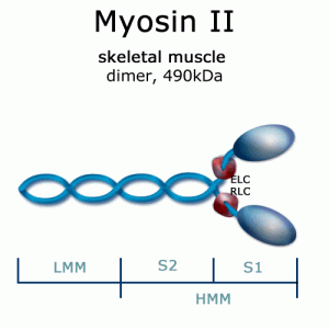 Myosin II (rabbit, m. psoas) - 1.0mg