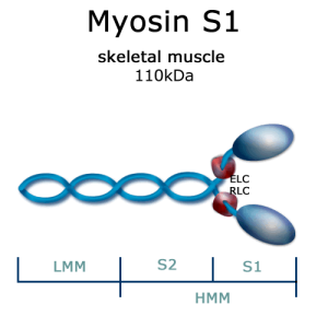 Myosin S1 (from rabbit m. psoas) - 2x100µg