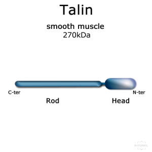 Talin (smooth muscle, turkey) - 1.0 mg
