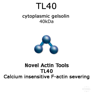 TL 40 mouse recombinant molecule cartoon