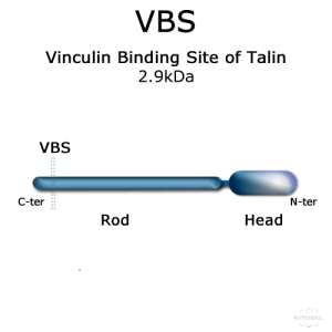 VBS (vinculin activating peptide) - 1.0mg