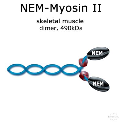 NEM-Myosin II (rabbit, m. psoas) - 1x200 µg