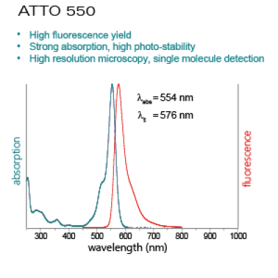 ATTO550-Actin for TIRFM (alpha-Actin, skeletal muscle rabbit) - 2x100µg