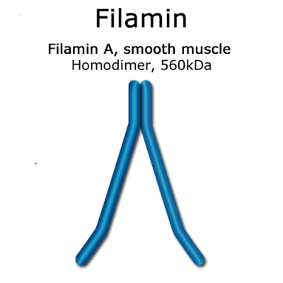 Filamin (smooth muscle, turkey) - 1.0 mg
