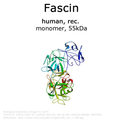 Fascin (human, recombinant) - 2x50 µg