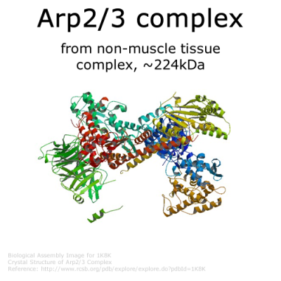 Arp 2/3 protein complex - 2x50µg