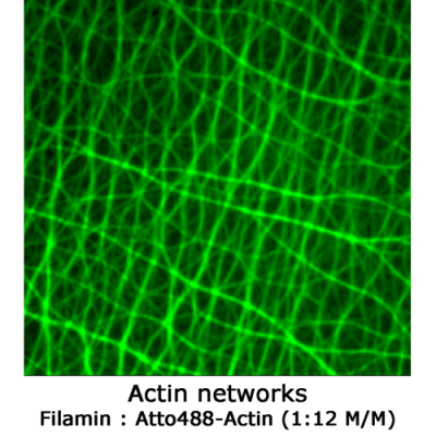 Filamin (smooth muscle, turkey) - 2x 50 µg