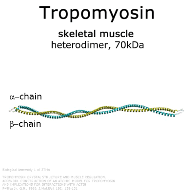 Tropomyosin (rabbit skeletal muscle) - 2x100µg