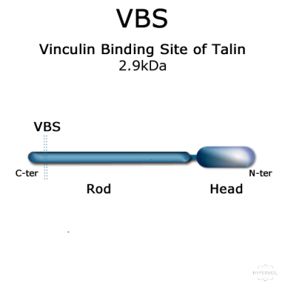 VBS (vinculin activating peptide) - 200 µg