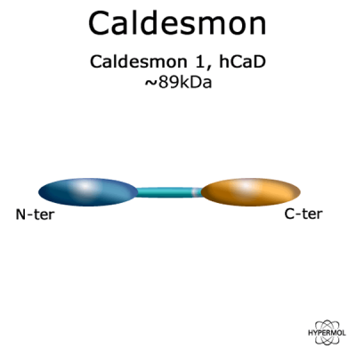 Caldesmon | 2x50 µg