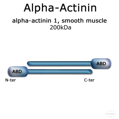 Alpha-Actinin (turkey gizzard smooth muscle) - 1.0 mg