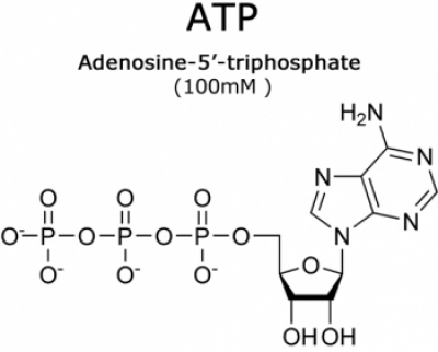 ATP (100mM, pH 7.1)