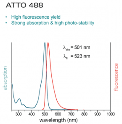 ATTO488-Actin (alpha-Actin skeletal muscle, rabbit) - 2x100µg