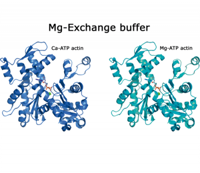 ME Buffer - 100x Mg-Exchange Buffer (2x0.5ml)