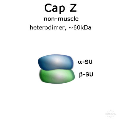 CapZ (non-muscle, human recombinant) - 2x50 µg
