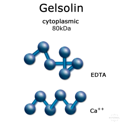 Gelsolin cytoplasmic molecule cartoon