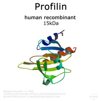 Profilin (human recombinant) - 2x50µg