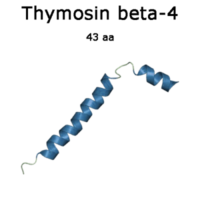 Thymosin beta-4 (human recombinant) - 2x50µg