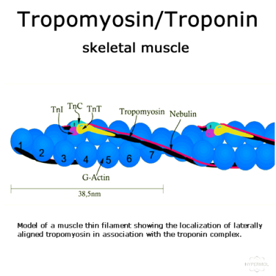 Tropomyosin/Troponin (rabbit skeletal muscle) - 2x100µg