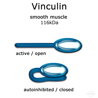 Vinculin (smooth muscle, turkey) - 250µg